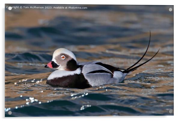 Long-Tailed Duck Acrylic by Tom McPherson