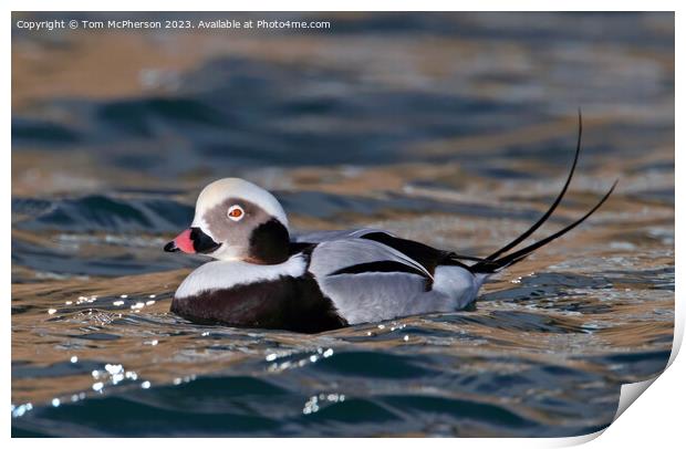 Long-Tailed Duck Print by Tom McPherson