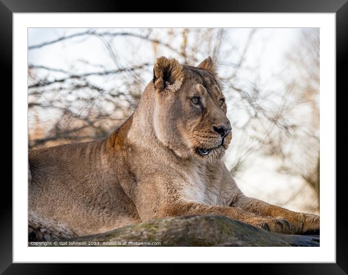 Asiatic Lions - Animals around a wildlife reserve Framed Mounted Print by Gail Johnson