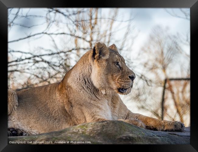 Asiatic Lions - Animals around a wildlife reserve Framed Print by Gail Johnson