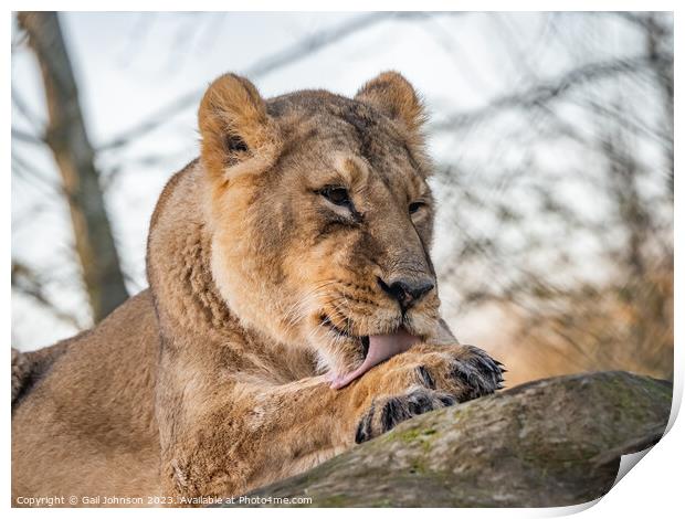 Asiatic Lions - Animals around a wildlife reserve Print by Gail Johnson