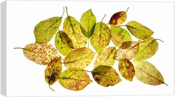 fallen leaves Canvas Print by Heather Newton