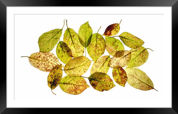 fallen leaves Framed Mounted Print by Heather Newton