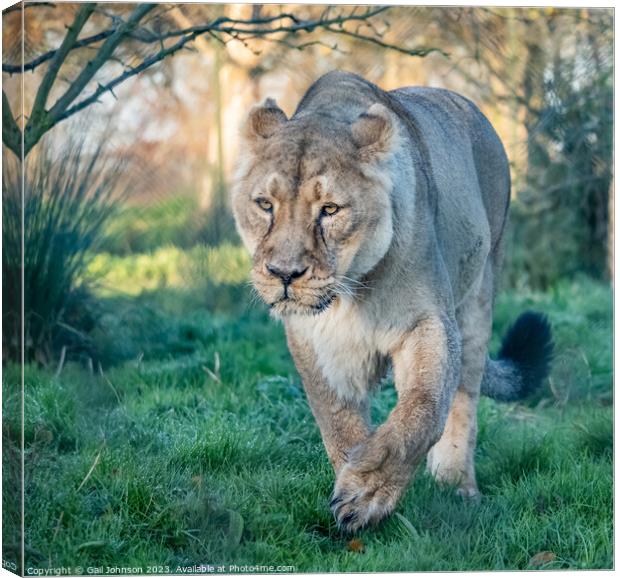 Asiatic Lions - Animals around a wildlife reserve Canvas Print by Gail Johnson