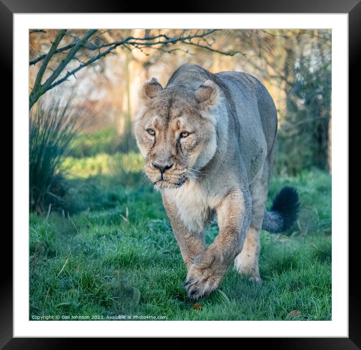 Asiatic Lions - Animals around a wildlife reserve Framed Mounted Print by Gail Johnson