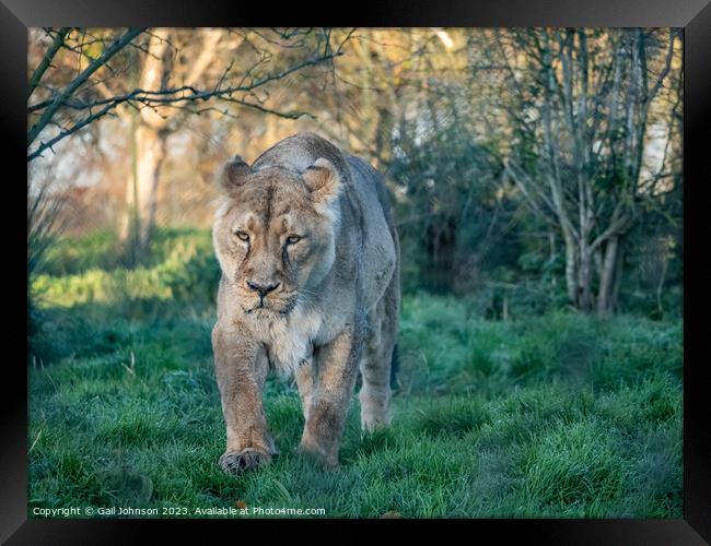 Asiatic Lions - Animals around a wildlife reserve Framed Print by Gail Johnson