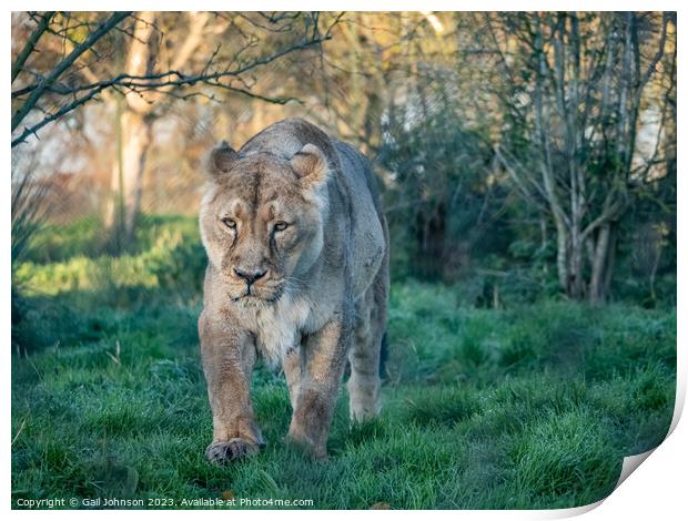 Asiatic Lions - Animals around a wildlife reserve Print by Gail Johnson