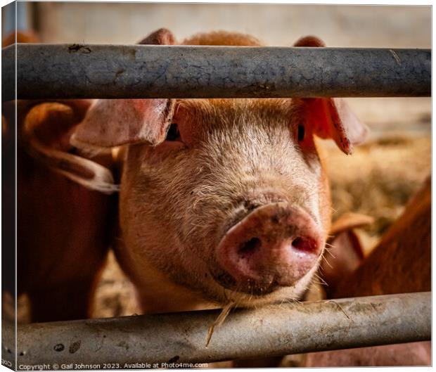 A close up of a cow behind a fence Canvas Print by Gail Johnson