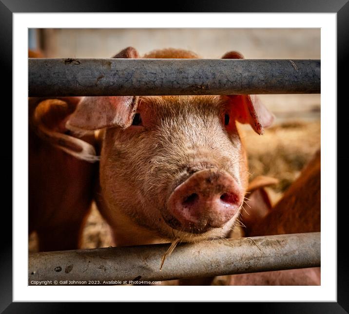 A close up of a cow behind a fence Framed Mounted Print by Gail Johnson