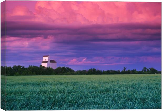 wheat field with grain elevator in the background Canvas Print by Dave Reede