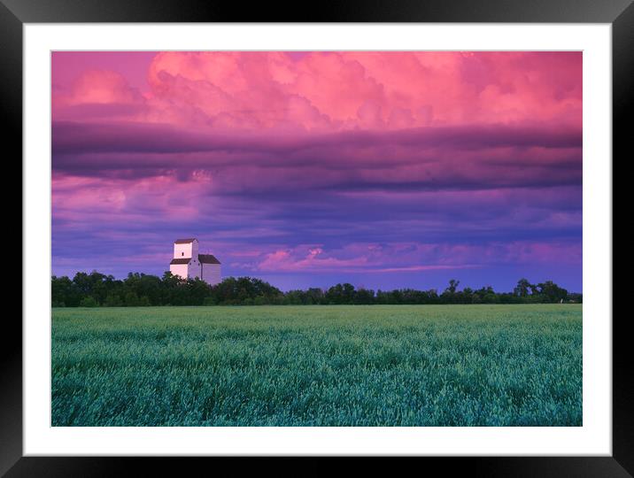 wheat field with grain elevator in the background Framed Mounted Print by Dave Reede