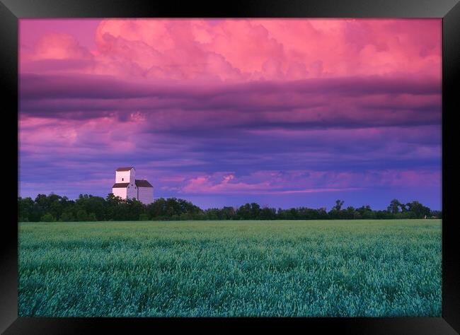 wheat field with grain elevator in the background Framed Print by Dave Reede