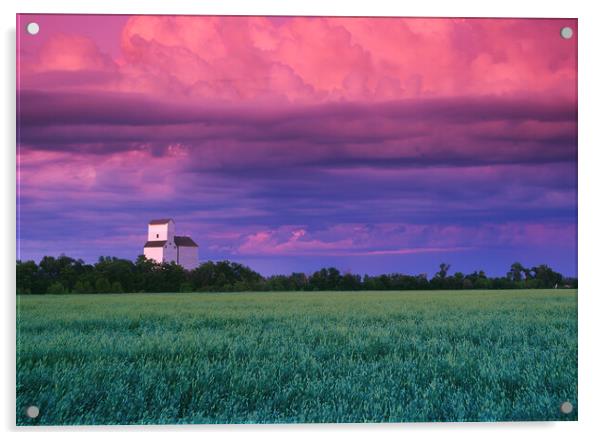 wheat field with grain elevator in the background Acrylic by Dave Reede
