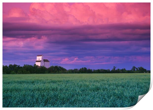 wheat field with grain elevator in the background Print by Dave Reede