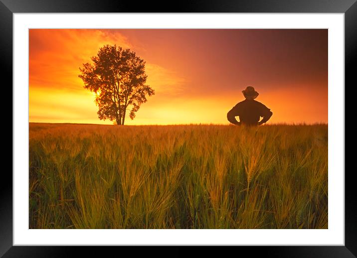 a farmer looks out over his  barley crop with cottonwood tree in the background Framed Mounted Print by Dave Reede