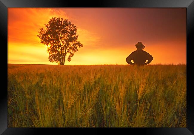 a farmer looks out over his  barley crop with cottonwood tree in the background Framed Print by Dave Reede