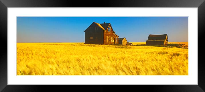 abandoned farm house, wind-blown  durum wheat fiel Framed Mounted Print by Dave Reede