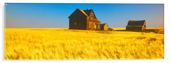abandoned farm house, wind-blown  durum wheat fiel Acrylic by Dave Reede