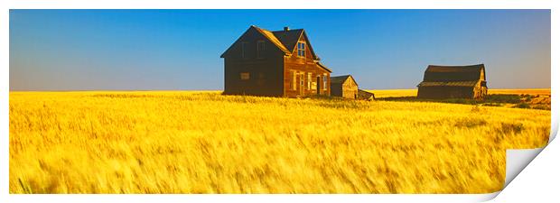 abandoned farm house, wind-blown  durum wheat fiel Print by Dave Reede
