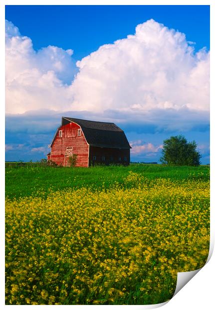field with old red barn in the background Print by Dave Reede