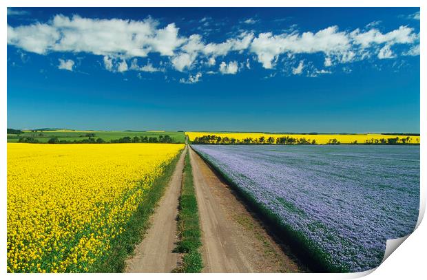 road through farmland Print by Dave Reede