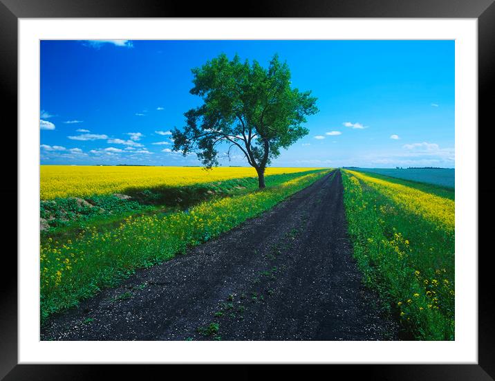 Dirt Road Framed Mounted Print by Dave Reede