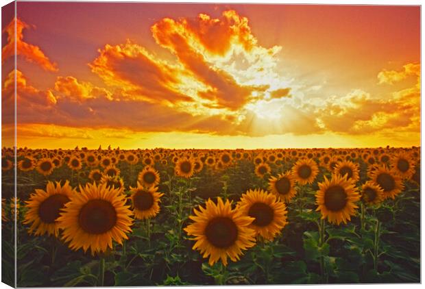 Sunflower field Canvas Print by Dave Reede
