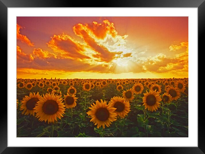 Sunflower field Framed Mounted Print by Dave Reede
