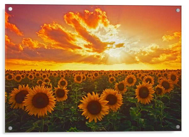 Sunflower field Acrylic by Dave Reede