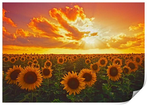 Sunflower field Print by Dave Reede