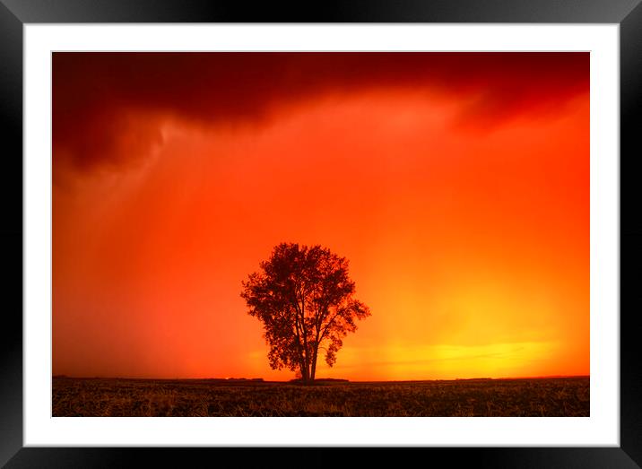 cottonwood tree Framed Mounted Print by Dave Reede