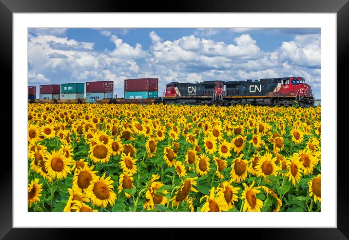 locomotives pulling containers pass a sunflower field Framed Mounted Print by Dave Reede