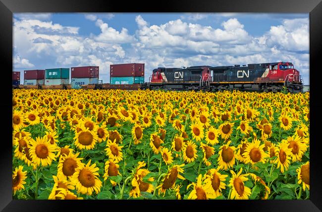 locomotives pulling containers pass a sunflower field Framed Print by Dave Reede