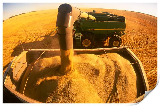 a combine unloads wheat into a truck during the spring wheat harvest Print by Dave Reede