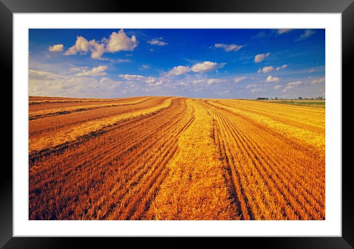 wheat straw in field Framed Mounted Print by Dave Reede