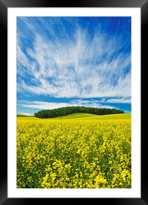 bloom stage canola field Framed Mounted Print by Dave Reede