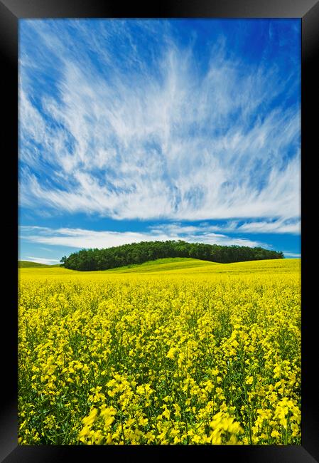 bloom stage canola field Framed Print by Dave Reede