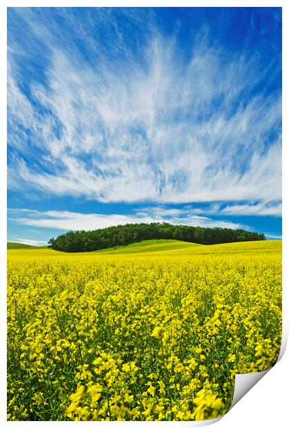 bloom stage canola field Print by Dave Reede