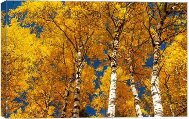 Poplar Forest in Autumn Colours Canvas Print by Dave Reede