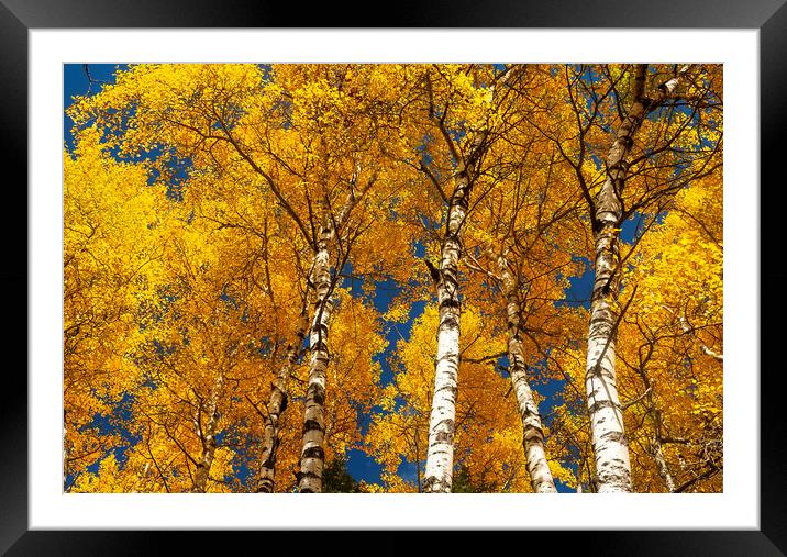 Poplar Forest in Autumn Colours Framed Mounted Print by Dave Reede