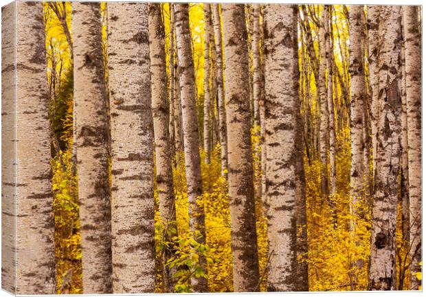 poplar trees, autumn Canvas Print by Dave Reede