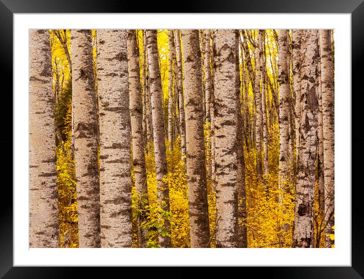 poplar trees, autumn Framed Mounted Print by Dave Reede