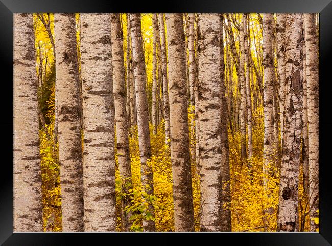 poplar trees, autumn Framed Print by Dave Reede