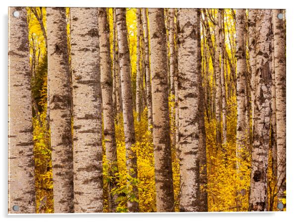 poplar trees, autumn Acrylic by Dave Reede
