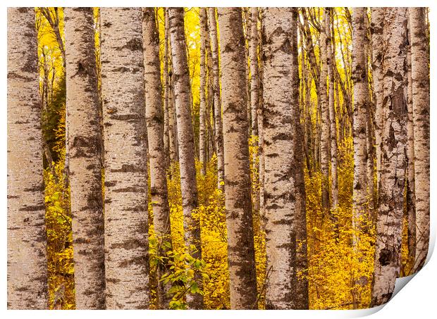 poplar trees, autumn Print by Dave Reede