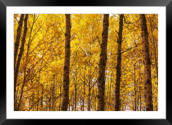 Autumn Framed Mounted Print by Dave Reede