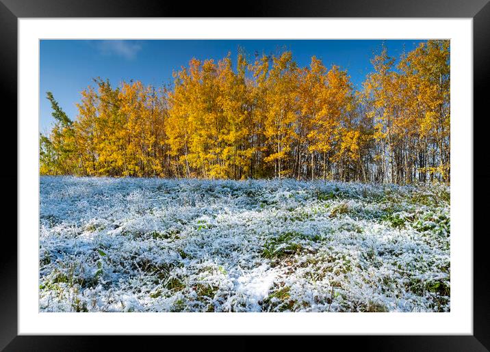 aspen trees on a frosty morning Framed Mounted Print by Dave Reede