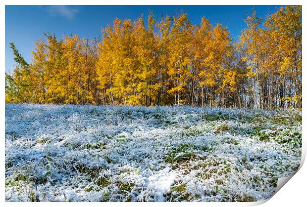 aspen trees on a frosty morning Print by Dave Reede