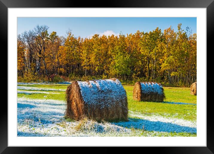 hay bales, aspen trees Framed Mounted Print by Dave Reede