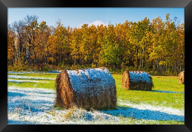 hay bales, aspen trees Framed Print by Dave Reede